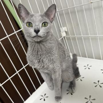 pet_img_1_thumb_sp_e684366d18a
