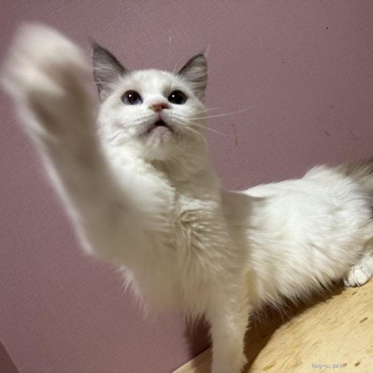 ピケ