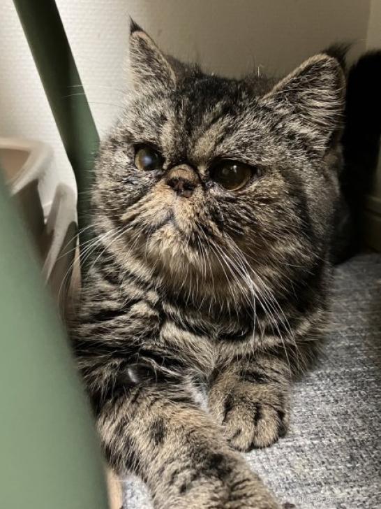 猫の里親募集】埼玉県・エキゾチックショートヘア・3/10宮代町譲渡会 