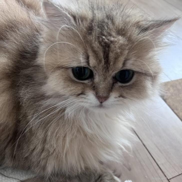 猫の里親募集】埼玉県・ペルシャ・ツンデレな女の子♡（ID:2507-02091