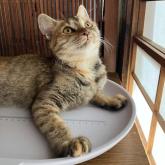 雑種