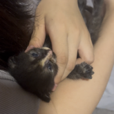 雑種