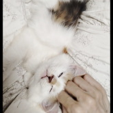 スコティッシュフォールド