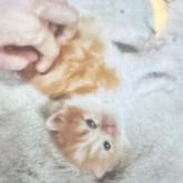 マンチカン
