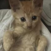 雑種