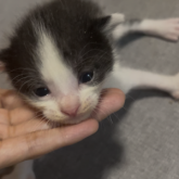 雑種