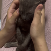 雑種