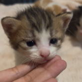 雑種