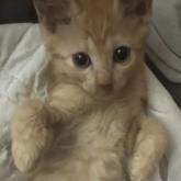 雑種