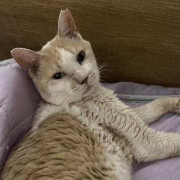猫 × 岐阜県の里親募集一覧｜ハグー -みんなのペット里親情報