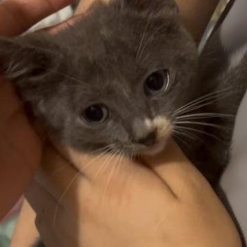 猫 × 静岡県 × ロシアンブルーの里親募集一覧｜ハグー -みんなのペット