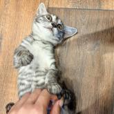 雑種