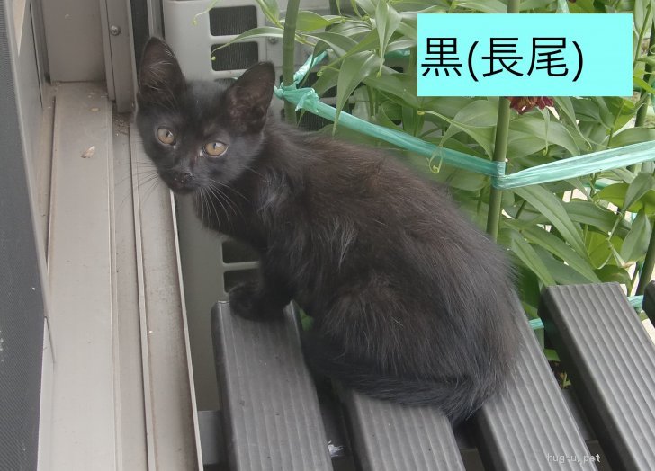 猫の里親募集 茨城県 雑種 長いしっぽの黒い子猫 Id 27 ハグー みんなのペット里親情報