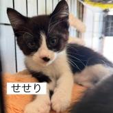雑種