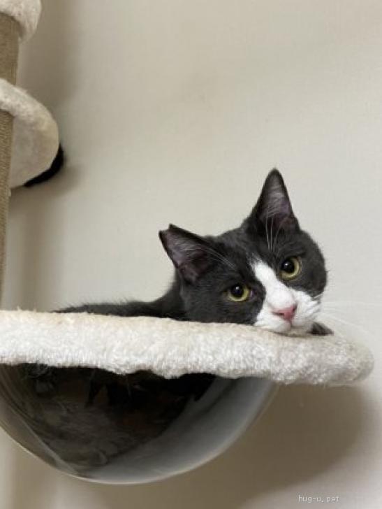 ♂小太郎→黒白ﾊﾁﾜﾚ」埼玉県 - 猫の里親募集(129676) :: ペットの  