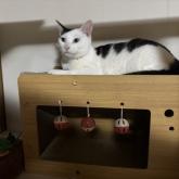 雑種