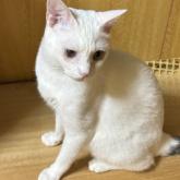 雑種