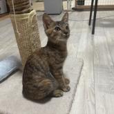 雑種