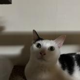 雑種