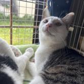 雑種