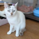 雑種