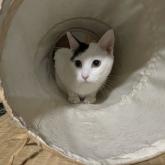 雑種
