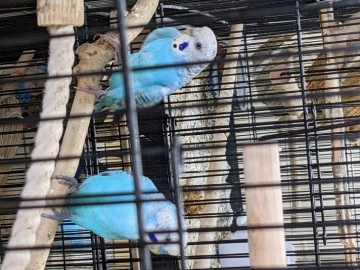 愛知県 インコの里親募集一覧 ハグー みんなのペット里親情報