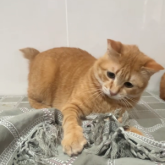 雑種