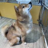 柴犬