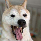 柴犬