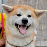 秋田犬