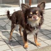 チワワ(ロング)