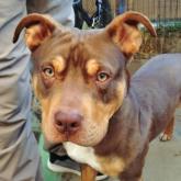 アメリカンピットブルテリア