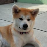 秋田犬