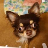 チワワ(ロング)