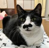 雑種