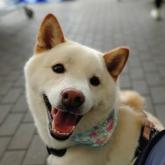 柴犬