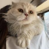 スコティッシュフォールド