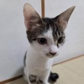 雑種