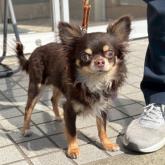 チワワ(ロング)