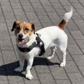 ジャックラッセルテリア