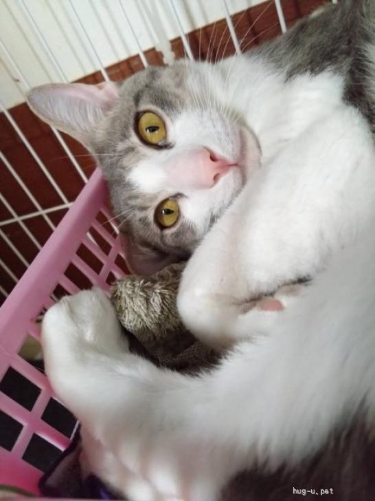 猫の里親募集】神奈川県・雑種・【ツナ】6/14(土)市が尾譲渡会出場予定
