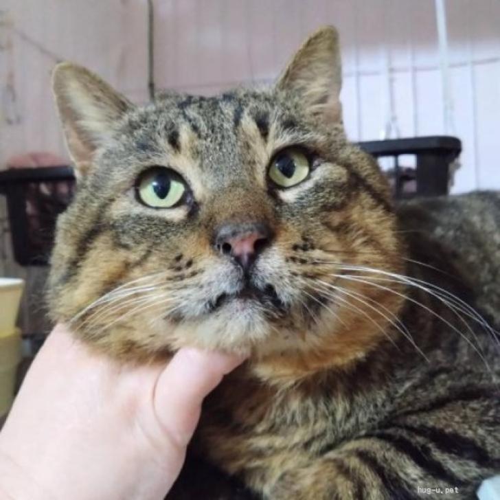 猫の里親募集】神奈川県・雑種・【ちばボス王】大きなお顔がかわいい