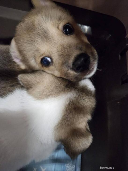 犬の里親募集】神奈川県・雑種・【スマイル】おかげさまで里親さまが決まりました！（ID:2307-00920）｜ハグー -みんなのペット里親情報