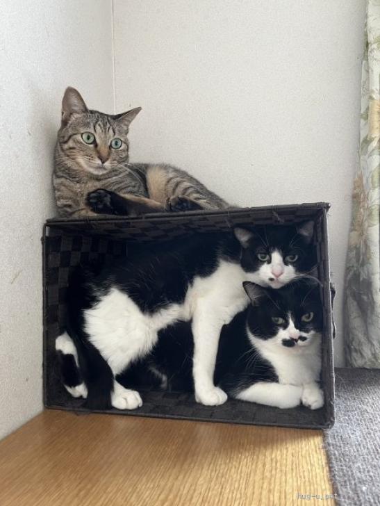 猫の里親募集】神奈川県・雑種・【美琴】まん丸フォルムが可愛い