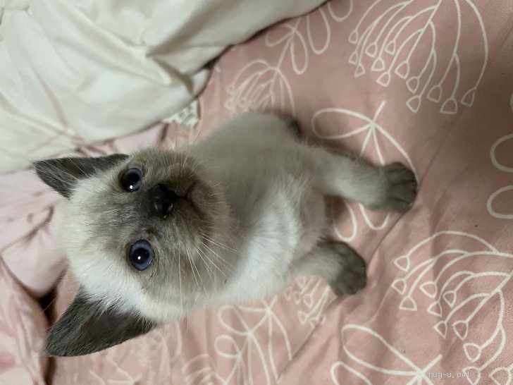 猫の里親募集 鹿児島県 雑種 まるっこくてかわいい子猫ちゃん ハグー みんなのペット里親情報 Id 2104