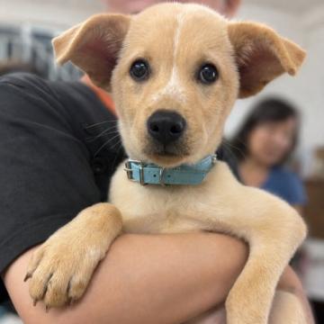 犬 × 千葉県 × 雑種の里親募集一覧｜ハグー -みんなのペット里親情報