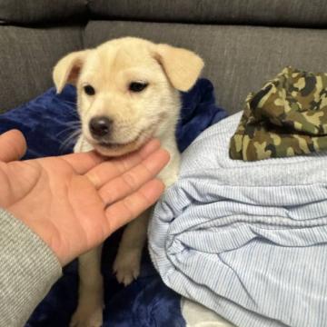 犬の里親募集】東京都・雑種・ナナちゃん（ID:2603-00039）｜ハグー