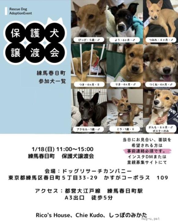 犬の里親募集】東京都・雑種・雑種の男の子 つくねくん（ID:2512-00994