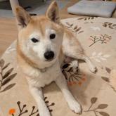 柴犬